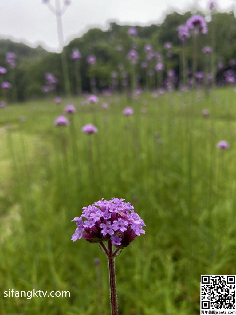 『稀有古装风』想入菲菲